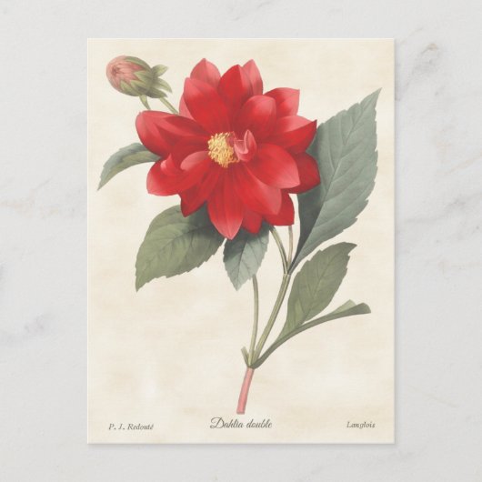 Red Dahlia  Botanische illustratie Briefkaart (Voorkant)