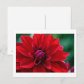 Red Dahlia Briefkaart (Voorkant / Achterkant)