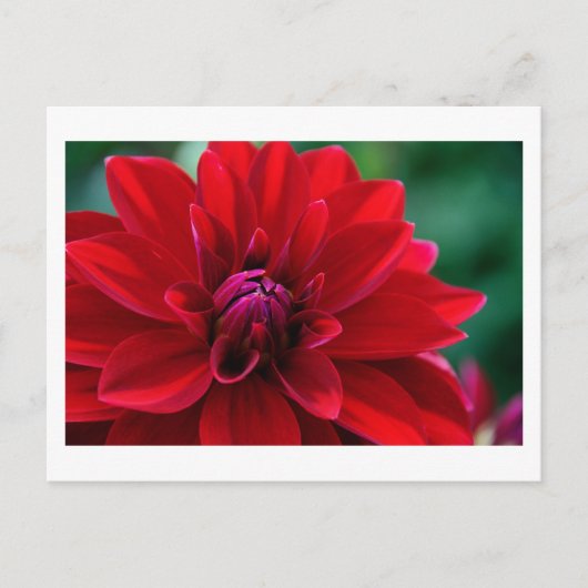 Red Dahlia Briefkaart (Voorkant)