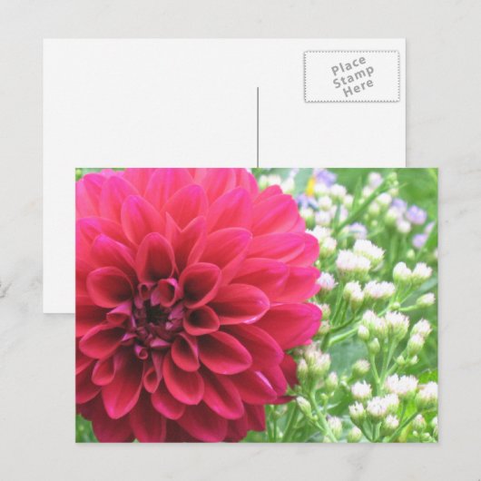 Red Dahlia Briefkaarten (Voorkant / Achterkant)