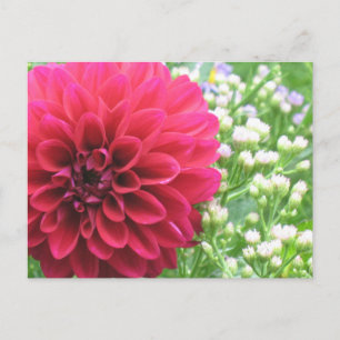 Red Dahlia Briefkaarten