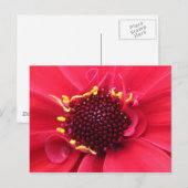 Red Dahlia Close-up Briefkaart (Voorkant / Achterkant)