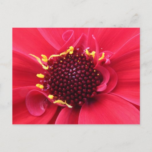 Red Dahlia Close-up Briefkaart (Voorkant)