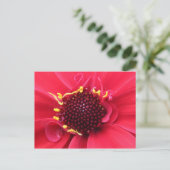 Red Dahlia Close-up Briefkaart (Staand voorkant)