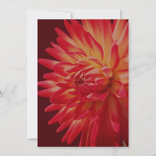 Red Dahlia Floral Elegant Party Kaart (Achterkant)