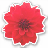 Red Dahlia Floral Sticker (Voorkant)