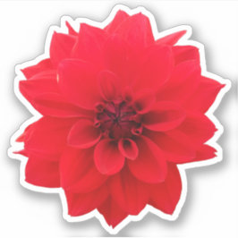 Red Dahlia Floral Sticker