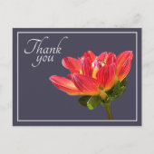 Red Dahlia Flower Grey Background Bedankt Briefkaart (Voorkant)