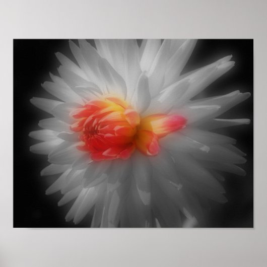 Red Dahlia Flower Partial Color Poster (Voorkant)