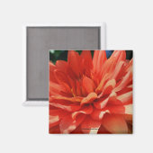 Red Dahlia Flower Photo Magnet (Voorkant / Achterkant)