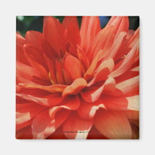 Red Dahlia Flower Photo Magnet