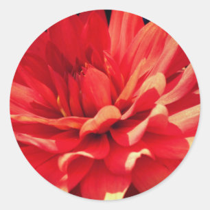 Red Dahlia Flower Ronde Sticker