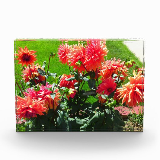 Red Dahlia Flowers Fotoblokken (Voorkant)