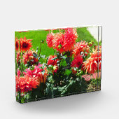 Red Dahlia Flowers Fotoblokken (Links)