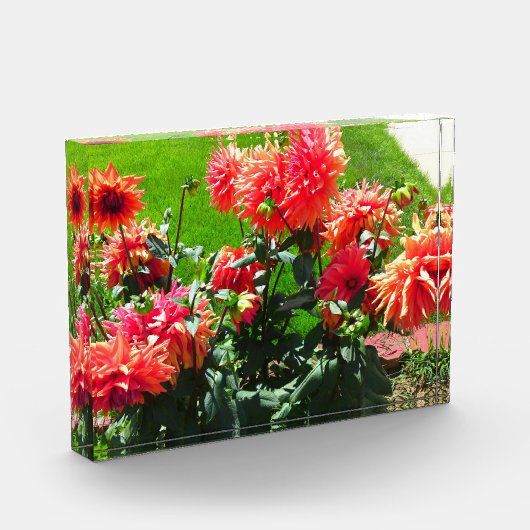 Red Dahlia Flowers Fotoblokken (Links)