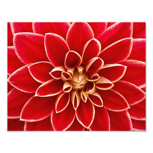 Red Dahlia Foto Afdruk (Voorkant)
