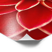 Red Dahlia Foto Afdruk (Hoek)