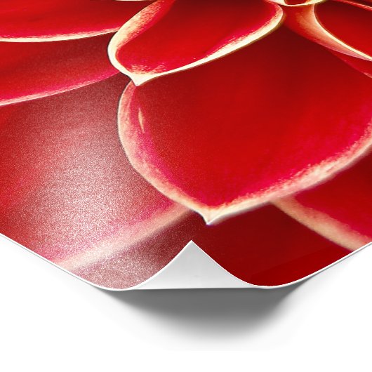 Red Dahlia Foto Afdruk (Hoek)