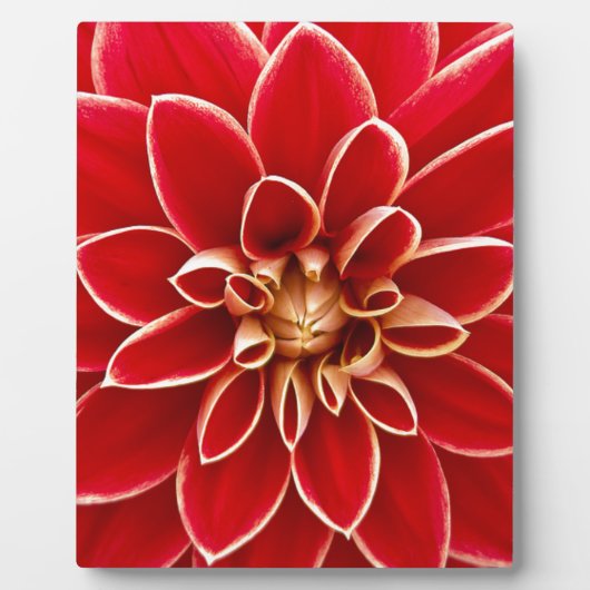 Red Dahlia Fotoplaat (Voorkant)