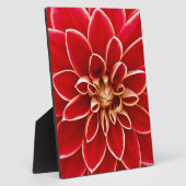 Red Dahlia Fotoplaat (Zijkant)