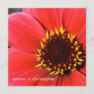 Red Dahlia Kaart
