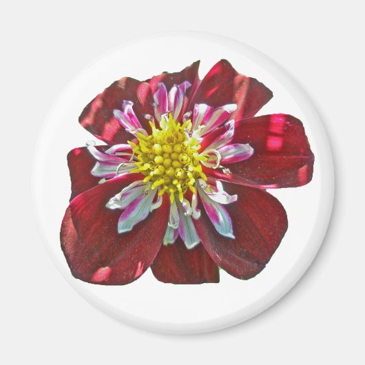 Red Dahlia Magnet (Voorkant)