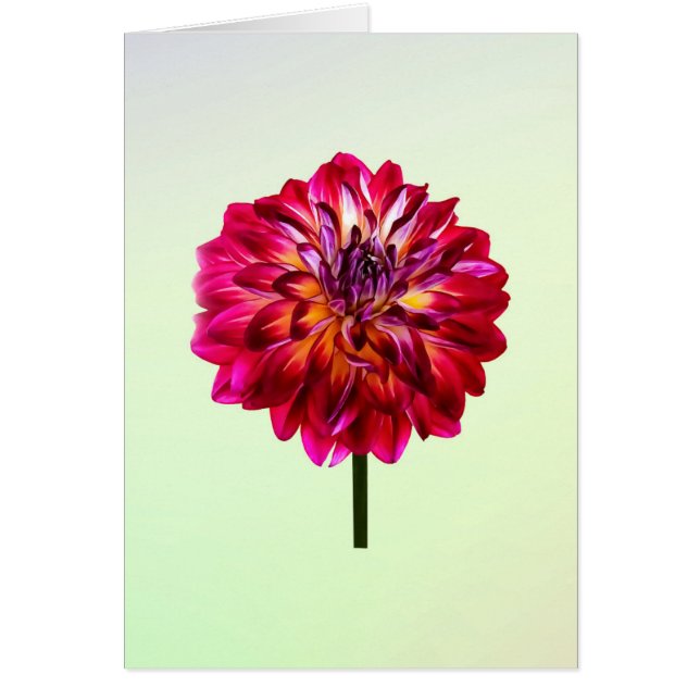 Red Dahlia met geel (Voorkant)