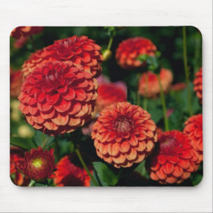 Red Dahlia Muismat
