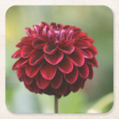Red Dahlia Onderzetter (Voorkant)