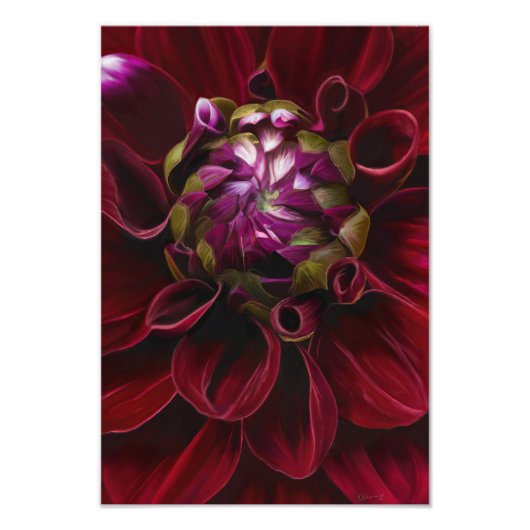 Red Dahlia Photo Print Foto Afdruk (Voorkant)