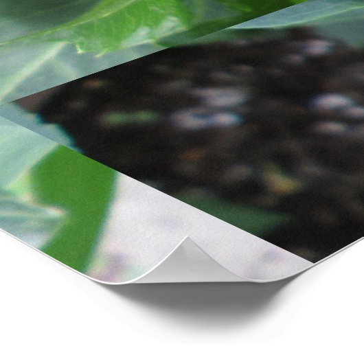 Red Dahlia Plant Poster (Hoek)