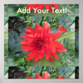 Red Dahlia Plant Poster (Voorkant)