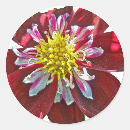 Red Dahlia Sticker (Voorkant)