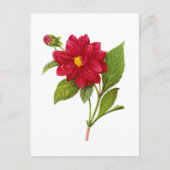 Red Dahlia van Pierre Joseph Redoute Briefkaart (Voorkant)