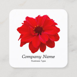 Red Dahlia - White Vierkante Visitekaartje