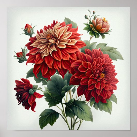 Red Dahlias Bloemenkunst Print Poster (Voorkant)