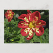 Red Dahlias Briefkaart (Voorkant)