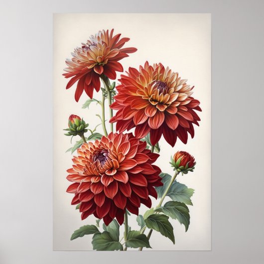Red Dahlias Flowers Art Print Poster (Voorkant)