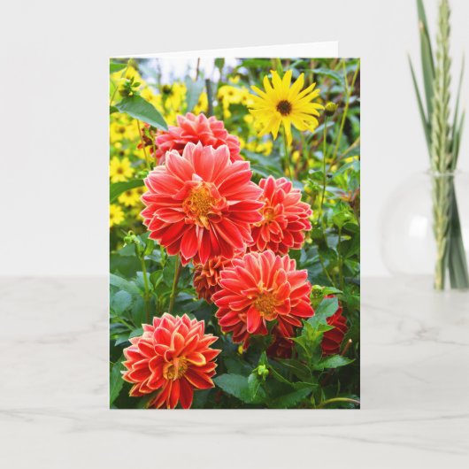 Red Dahlias Kaart (Voorkant)