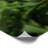 Red Dahlias Poster (Hoek)