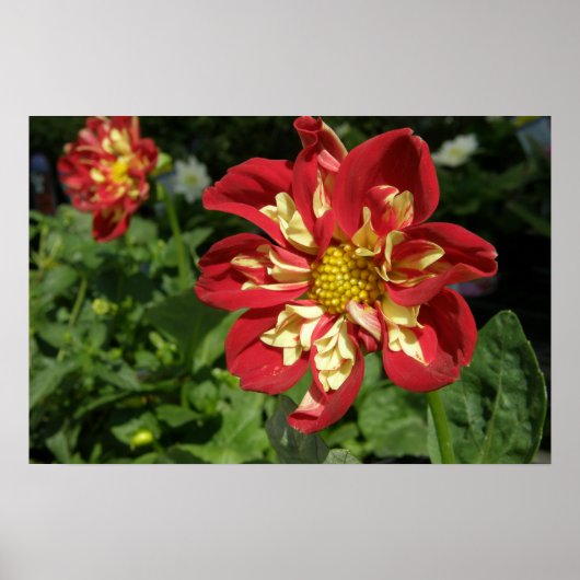 Red Dahlias Poster (Voorkant)