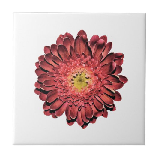 Red Daisy Flower Tegeltje (Voorkant)