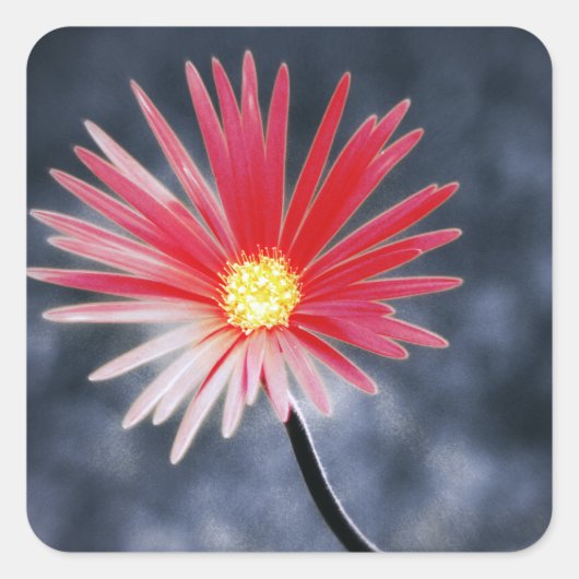 Red Daisy Flowers Vierkante Sticker (Voorkant)