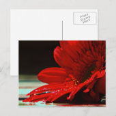 Red Daisy Gerbera Flower Briefkaart (Voorkant / Achterkant)
