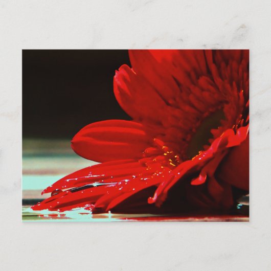 Red Daisy Gerbera Flower Briefkaart (Voorkant)