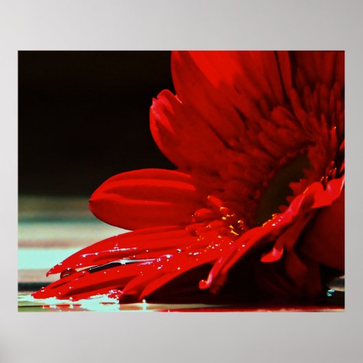 Red Daisy Gerbera Flower Poster (Voorkant)