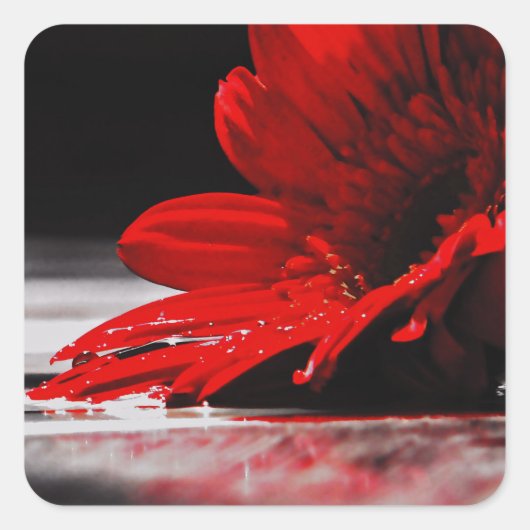 Red Daisy Gerbera Flower Vierkante Sticker (Voorkant)