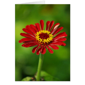 Red Daisy-kaart