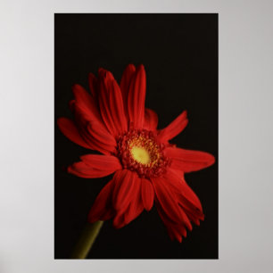 Red Daisy {Macro} Poster