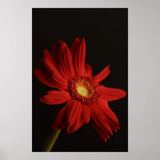 Red Daisy {Macro} Poster (Voorkant)